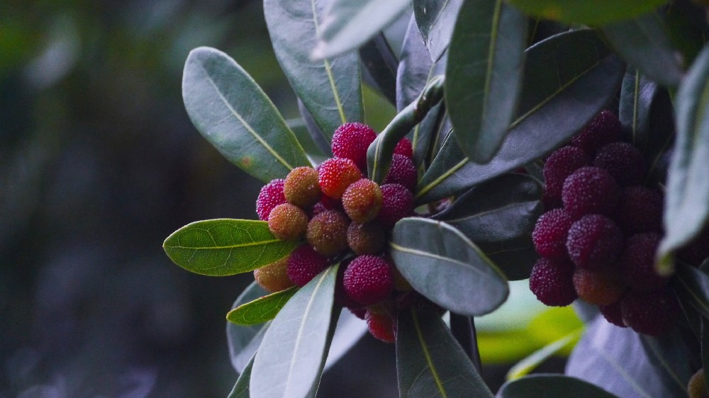 保鮮冷庫(kù)保鮮楊梅時(shí)要注意哪些問題
